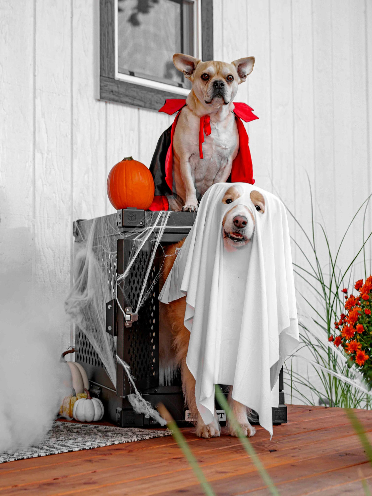Pooper scooper yard cleanup in Utah β removing pet waste for a cleaner lawn.